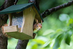 red squirrel sitting in bird feeder house looking towards the camera. blurred natural background