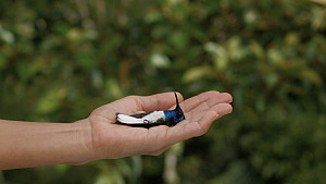 a hand holding a blue hummingbird that appears to be dead or asleep