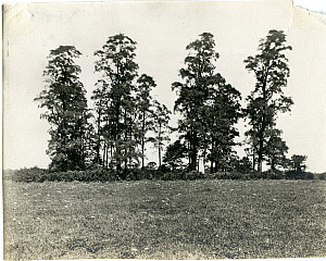 black and white photograph of evergreen trees and a graveyard