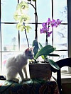 White Cat and orchid