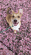 Dog Louie in pink flowered field