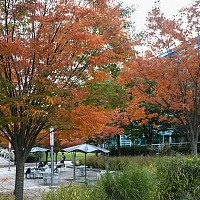    Fall on the Mall  
