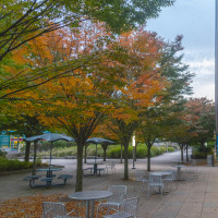 Fall on the Mall