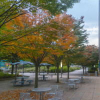 Fall on the Mall