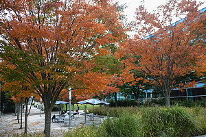    Fall on the Mall  