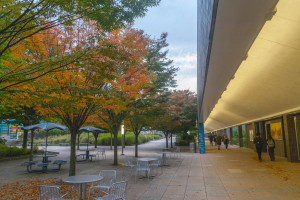 Fall on the Mall