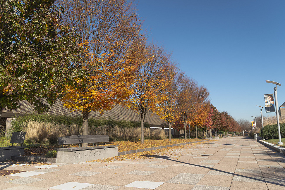 Fall colored trees line campus walkway