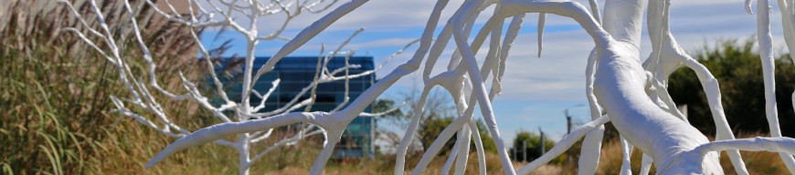 Transpire, an art installation of plastic-wrapped trees