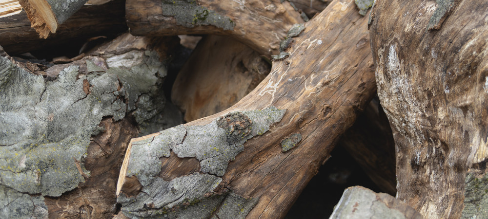 Wood remains of the Elephant Tree