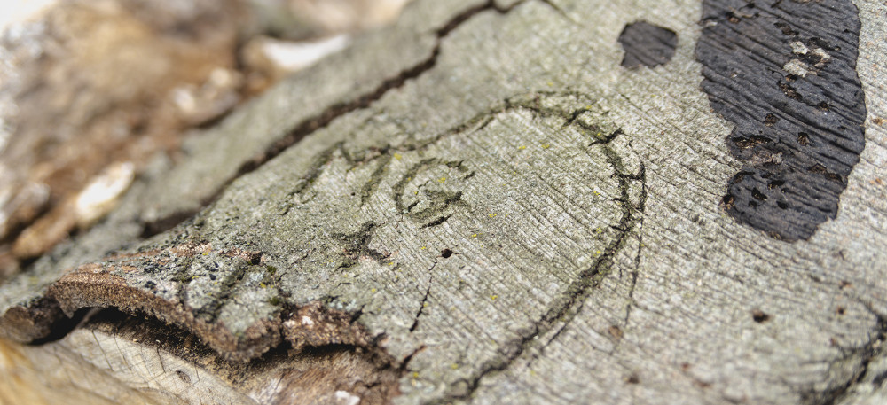 Wood remains of the Elephant Tree