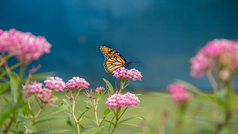 Butterfly in the Purchase garden