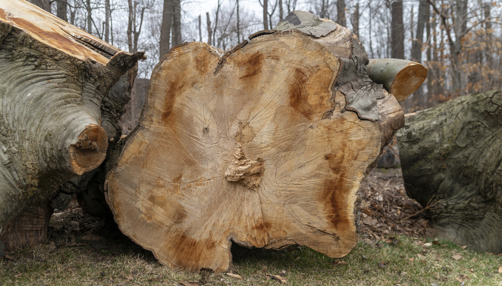 Wood remains of the Elephant Tree