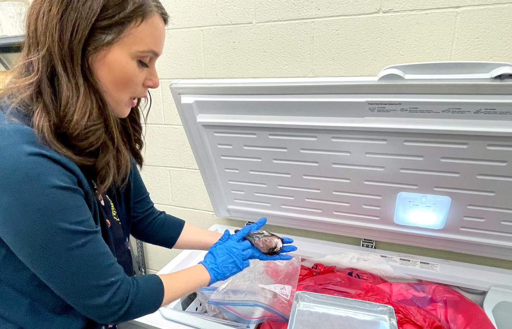 Assistant Professor of Biology Erika Ebbs holds a duck sample.