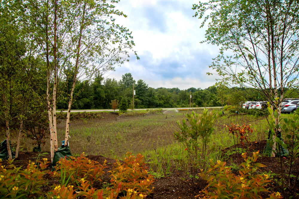 Bioswale in West 1 parking lot