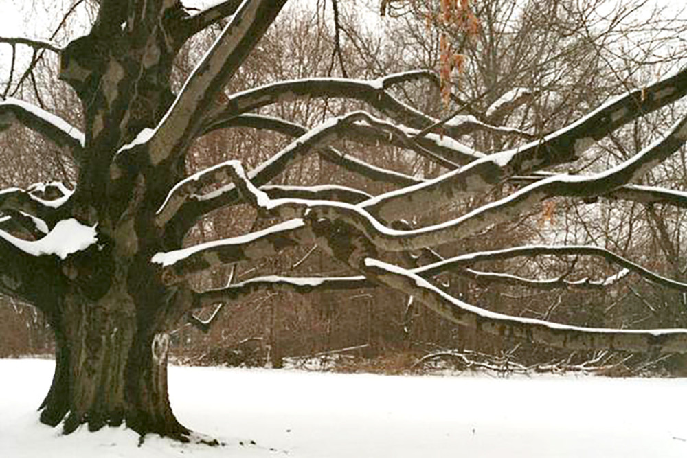 Elephant Tree in snow