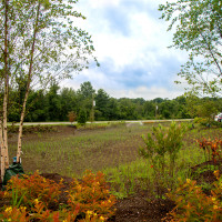 Bioswale in West 1