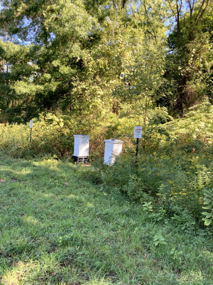 Beehives on Campus