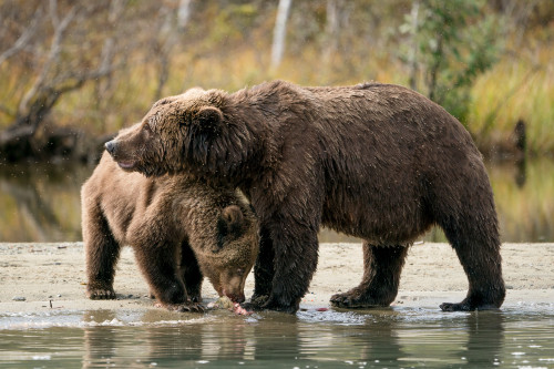 AK-bear-family