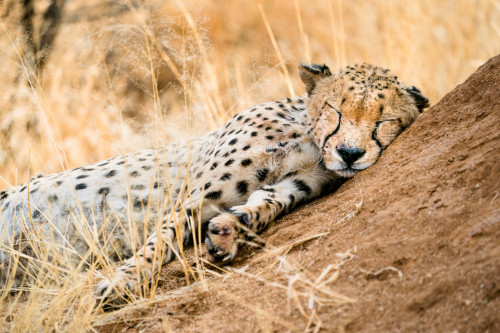 Cheetah