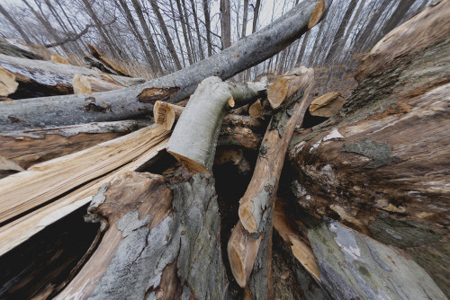 Wood remains of the Elephant Tree