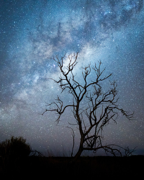 Sky with stars and tree (Erin Sullivan '12)