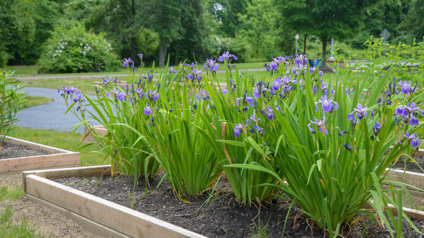 Native flower garden