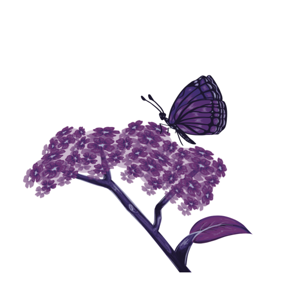 purple illustration of a butterfly on heliotrope flower