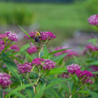 Pollinator and plants at Purchase