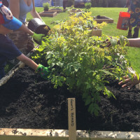 Native plant garden