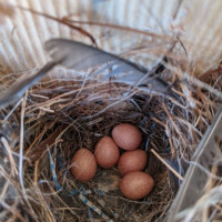 Wren eggs inside a bird nest box