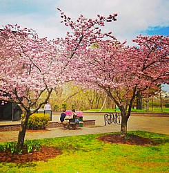 Dogwood blossoms outside of the Hub