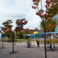 Campus in the Fall