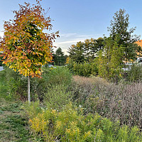 Bioswale between West Loop and West 1 parking lot.