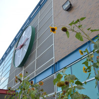 Sunflowers behind the Student Services Building