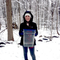 Camille Rossiello (environmental studies and math/computer science) taps a tree to make syrup