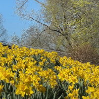 Daffodils on campus