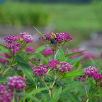 Purchase Garden