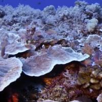 Chasing Coral documentary still