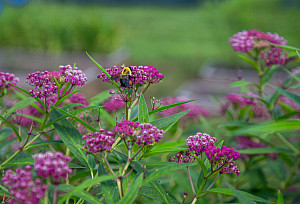 Purchase Garden