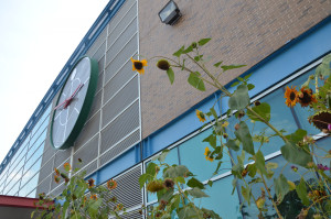 Sunflowers behind the Student Services Building