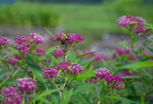 Purchase Garden