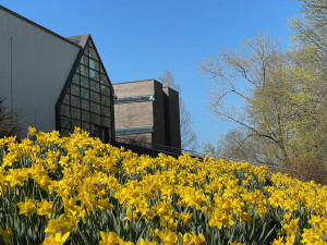 Daffodils on campus