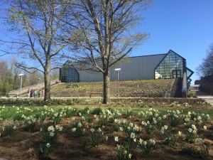 Rear view of the Dance Building with daffodils in bloom.