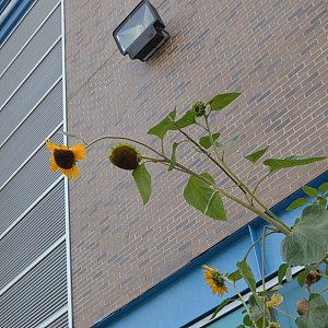 Sunflowers outside of Student Services Building