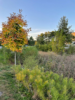 Bioswale between West Loop and West 1 parking lot.