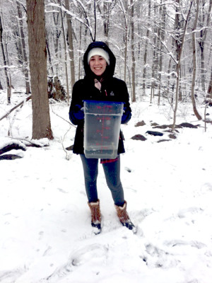 Camille Rossiello (environmental studies and math/computer science) taps a tree to make syrup