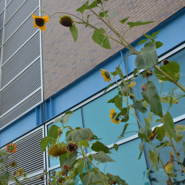 Sunflowers outside of Student Services Building