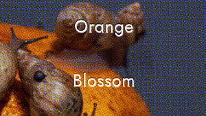 Orange Blossom Trail by Joshua Lutz