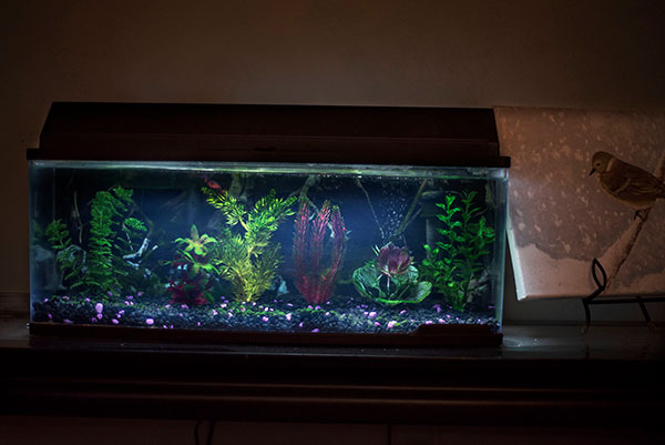 Aquarium, Digital Photograph, 24x35, 2020
