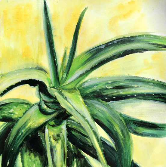 Green aloe plant on yellow background.